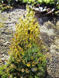 Close-up of yellow flowers