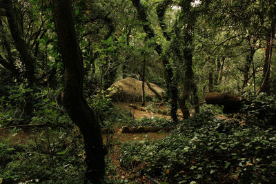 Trees in forest