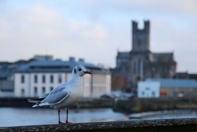 Seagull perching on a city