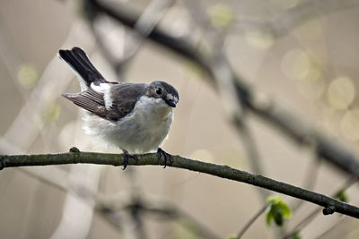 Close-up of bird perching on branch