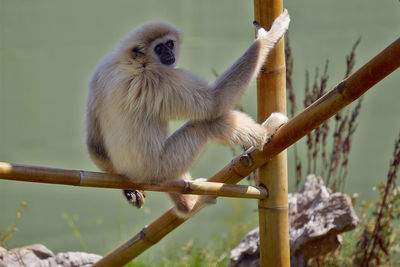 Close-up of monkey sitting outdoors