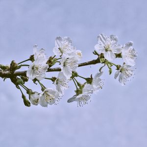 Close-up of apple blossoms in spring against sky