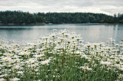 White flowers blooming by lake against sky