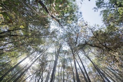 Low angle view of trees in forest against sky