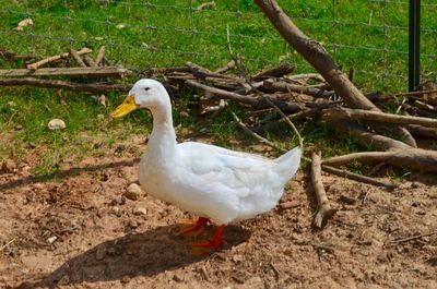 Close-up of swan