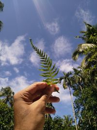 Cropped image of person holding plant against sky