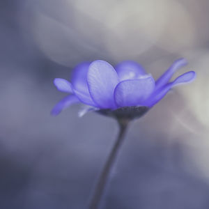 Close-up of purple flower