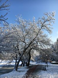 Bare trees on snow covered field