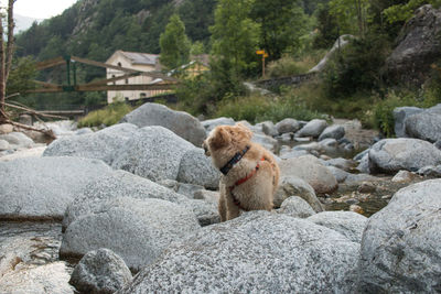 View of sheep on rock