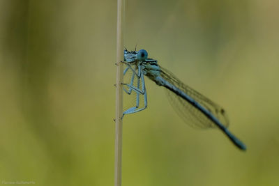 dragonflies and damseflies