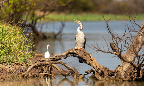 Heron perching on a lake