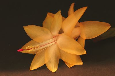 Close-up of yellow flower against black background