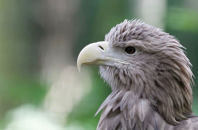 Close-up of eagle