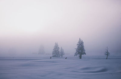 Trees on snow covered landscape against sky