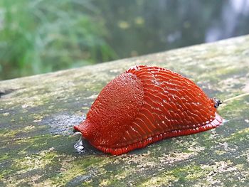 Close-up of red snake