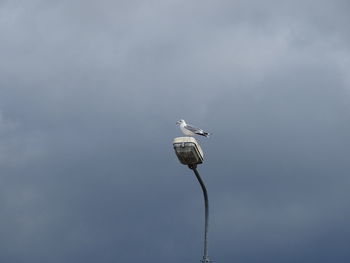 Low angle view of bird perching on cable against sky
