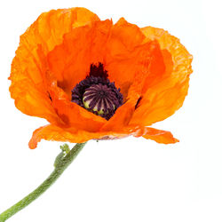 Close-up of orange poppy against white background