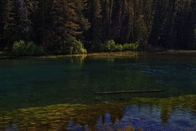 Scenic view of lake in forest