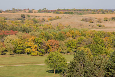 Autumn foliage.