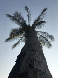 Low angle view of coconut palm tree against clear sky