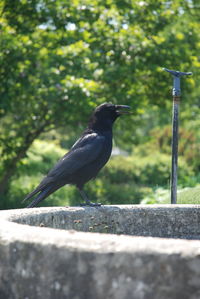 Close-up of bird perching on retaining wall
