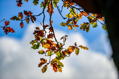 Low angle view of autumnal tree against sky