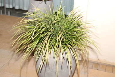 Close-up of cactus plant in pot