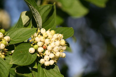 Close-up of flower bud