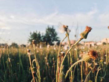 Close-up of flowering plant on field against sky