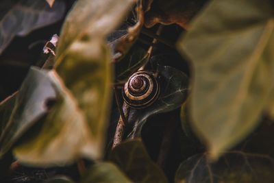 Snail between ivy