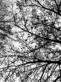 Low angle view of tree against sky