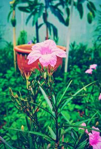 Close-up of pink flowering plant