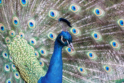 Full frame shot of peacock