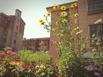 Flowers blooming against house