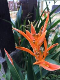 Close-up of orange flower blooming outdoors