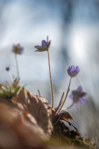 Close-up of purple flowering plants on field against sky