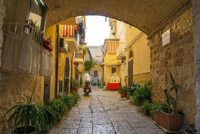 Potted plants on alley amidst buildings