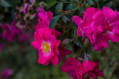 Close-up of pink flowers blooming outdoors