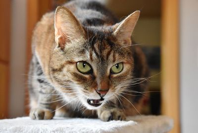 Close-up portrait of a cat