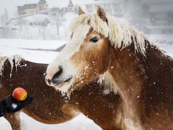 Close-up of hand feeding horses in winter