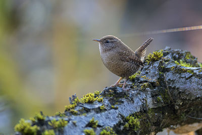 The eurasian wren, troglodytes troglodytes on the branch