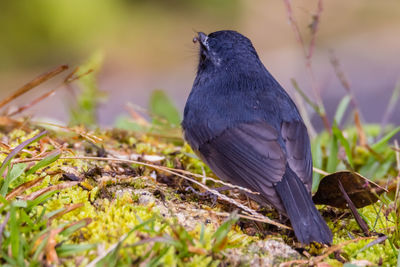 Close-up of bird perching on a field