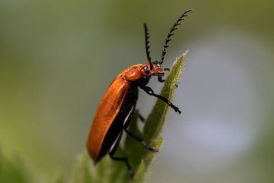 Close-up of cardinal beetle on a green leaf