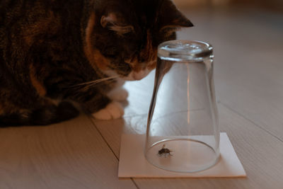 Curious cat carefully watching a caught wasp or fly in an inverted glass beaker. pet life at home.