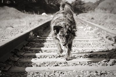 View of dog on railroad track