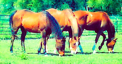 Horses grazing on field