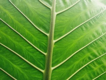 Full frame shot of green leaves
