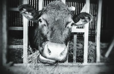 Portrait of horse in pen