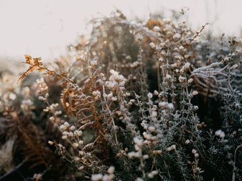 Close-up of frozen plant