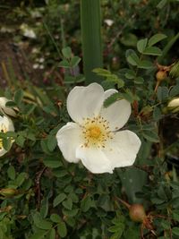 Close-up of white flowering plant